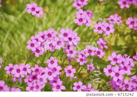 Murasaki Katagami 6715242