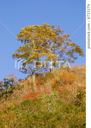 Yellow leaves 6715274