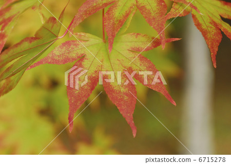 秋天的樹葉 秋天的樹葉 6715278
