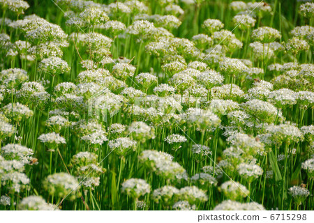 Nira Flower 6715298