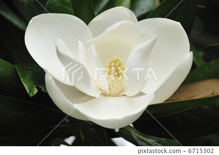Thai sanbok 6715302