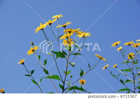 菊芋 6715367