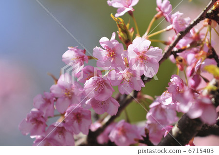 Kawazu cherry tree Kawazu cherry tree 6715403