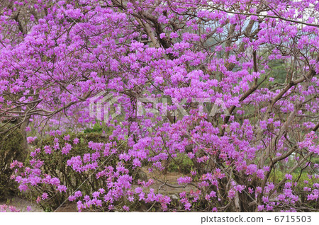 Mitsuba Azalea 6715503