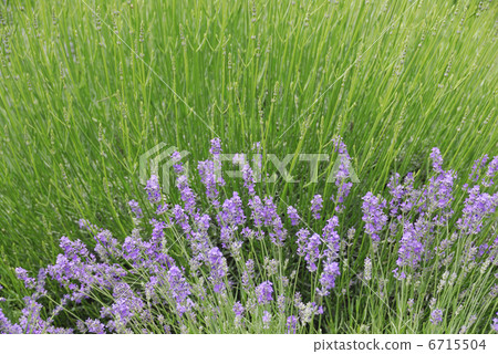lavender 6715504