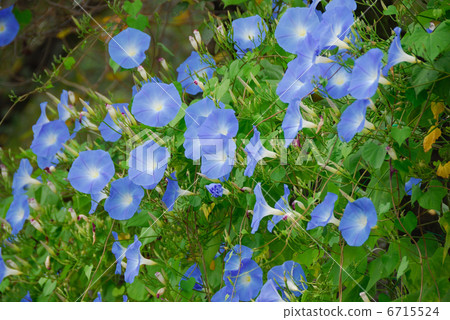 Morning glory 6715524