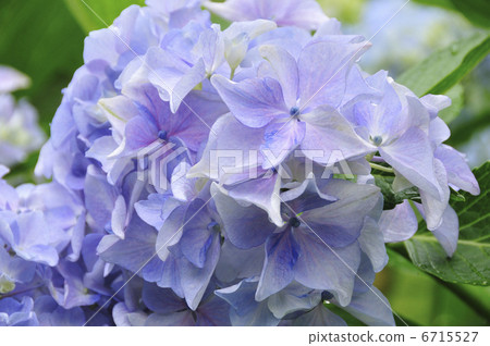 Hydrangea 6715527