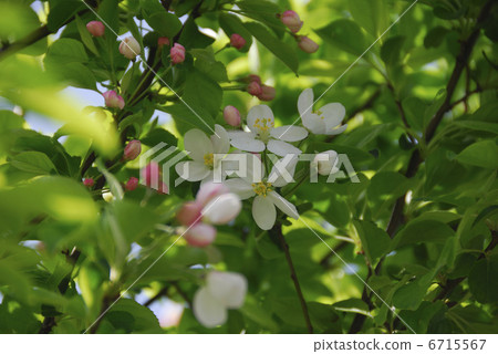 一朵蘋果花 6715567