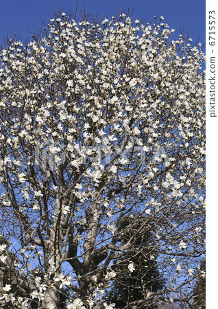 拳頭 拳頭 6715573