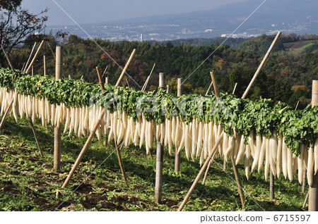 幹蘿蔔 幹蘿蔔 6715597