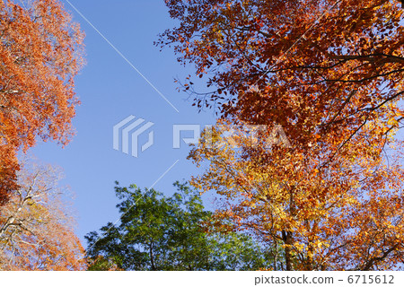 秋天的樹葉 6715612