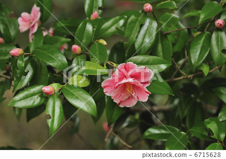 山茶花 6715628