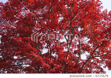 Autumn leaves 6715676