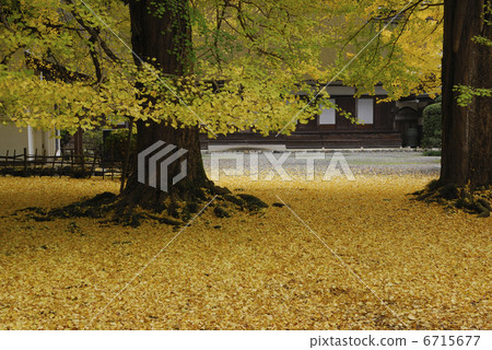 Ginkgo 6715677
