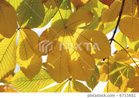 秋天的樹葉 6715681