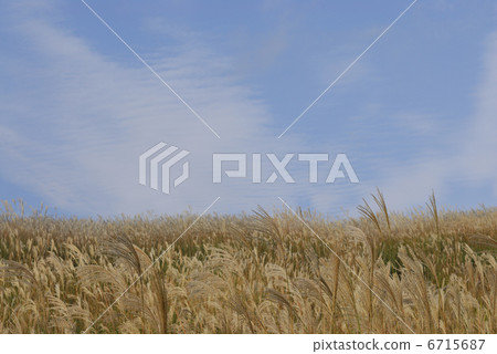 Japanese pampas grass and blue sky 6715687