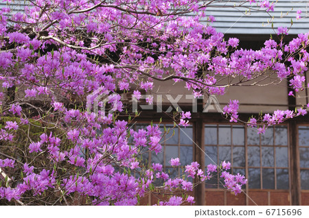 Mitsuba Azalea 6715696