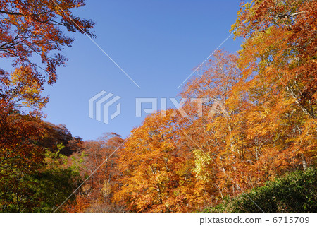 Autumn leaves 6715709
