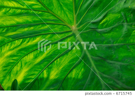 Leaves of taro 6715745