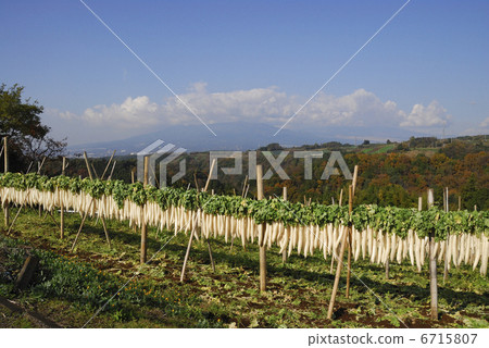 幹蘿蔔 幹蘿蔔 6715807