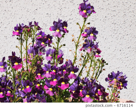 Root Menecia Root Menecia 6716114