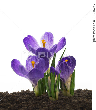 Crocus 6716247