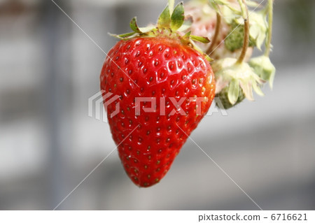 草莓採摘 草莓採摘 6716621
