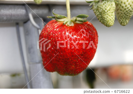 Strawberry picking Strawberry picking 6716622