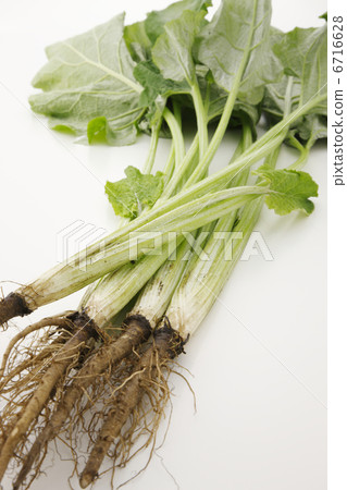 Leaves burdock Leaves burdock 6716628