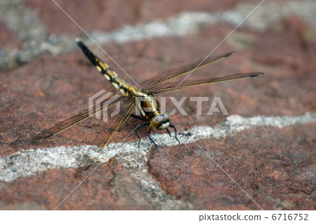 鹽蜻蜓母狗，小麥澱粉蜻蜓。 6716752