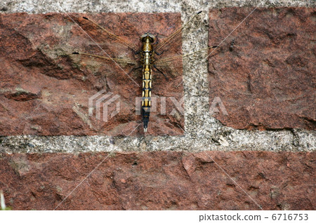 鹽蜻蜓母狗，小麥澱粉蜻蜓。 6716753