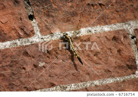 鹽蜻蜓母狗,小麥澱粉蜻蜓。 鹽蜻蜓母狗,小麥澱粉蜻蜓。 6716754