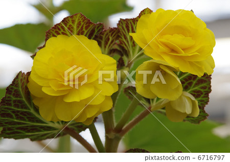 Yellow Begonia Yellow Begonia 6716797