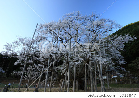 淡櫻桃樹 淡櫻桃樹 6716847