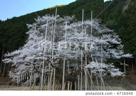 淡櫻桃樹 淡櫻桃樹 6716848