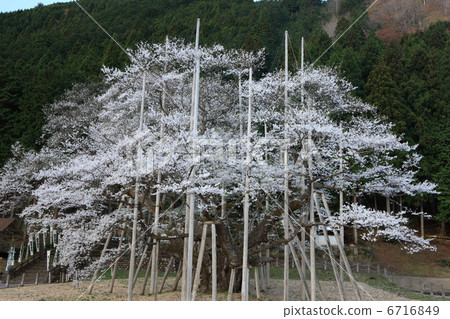 淡櫻桃樹 淡櫻桃樹 6716849