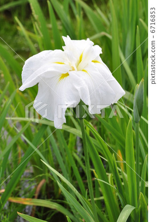 Higo系統的白色風帆 6716853