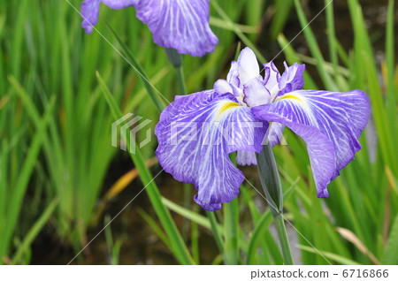 Higo系統Spring流 Higo系統Spring流 6716866