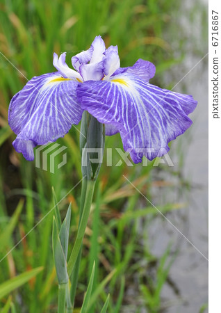 Higo system Spring stream Higo system Spring stream 6716867