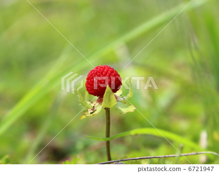 一個草莓 6721947
