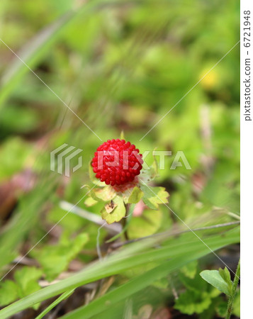 一個草莓 6721948