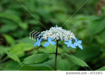 Yamah hydrangea Yamah hydrangea 6721951