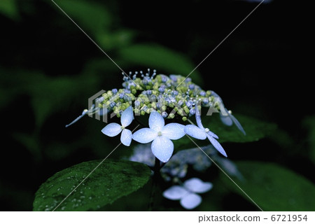 Yamah hydrangea Yamah hydrangea 6721954