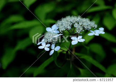 Yamah繡球花 Yamah繡球花 6721957