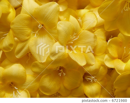 Freesia 6721980