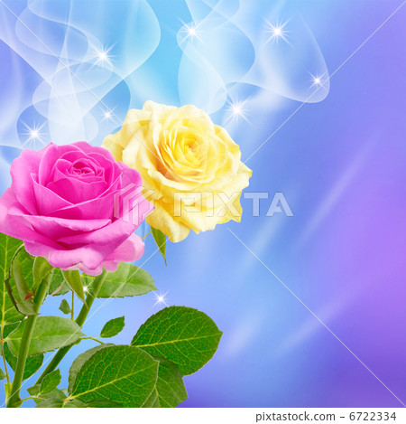 Pink and yellow roses Pink and yellow roses 6722334