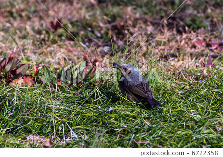 Brown-eared bulbul which eats the fruit of janohige 6722358