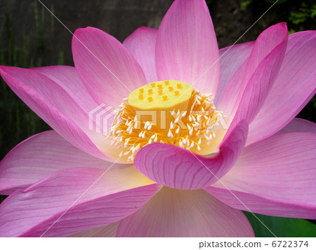 蓮花（粉蓮花） 6722374