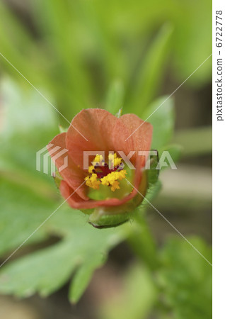 Orange Wild Grass Orange Wild Grass 6722778