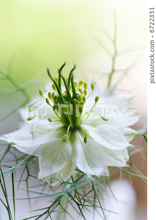 Nigella的特寫鏡頭 6722831